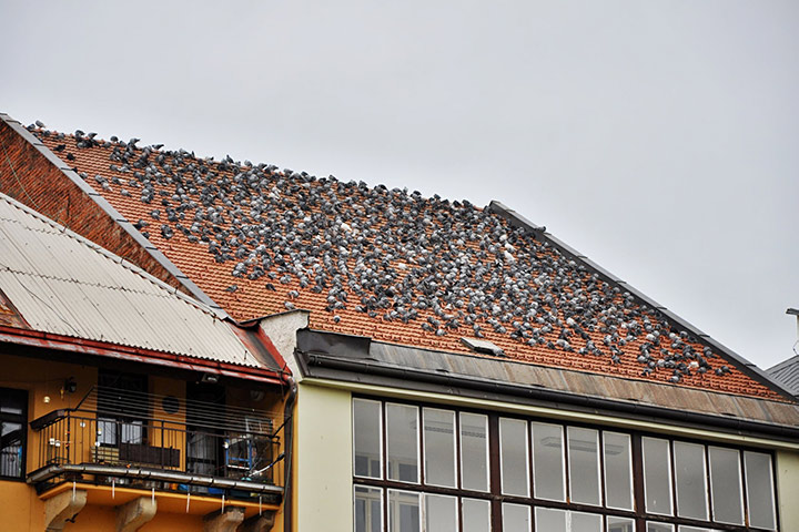 A2B Pest Control are able to install spikes to deter birds from roofs in South Norwood. 
