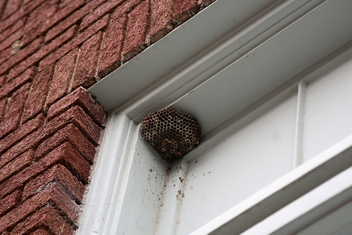 We provide a wasp nest removal service for domestic and commercial properties in South Norwood.